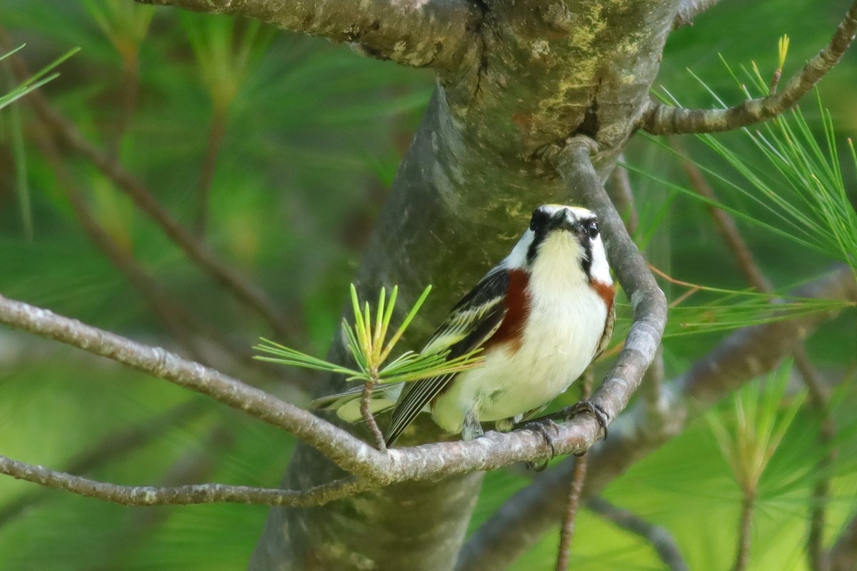 Chestnut-sided Warbler - ML620606334