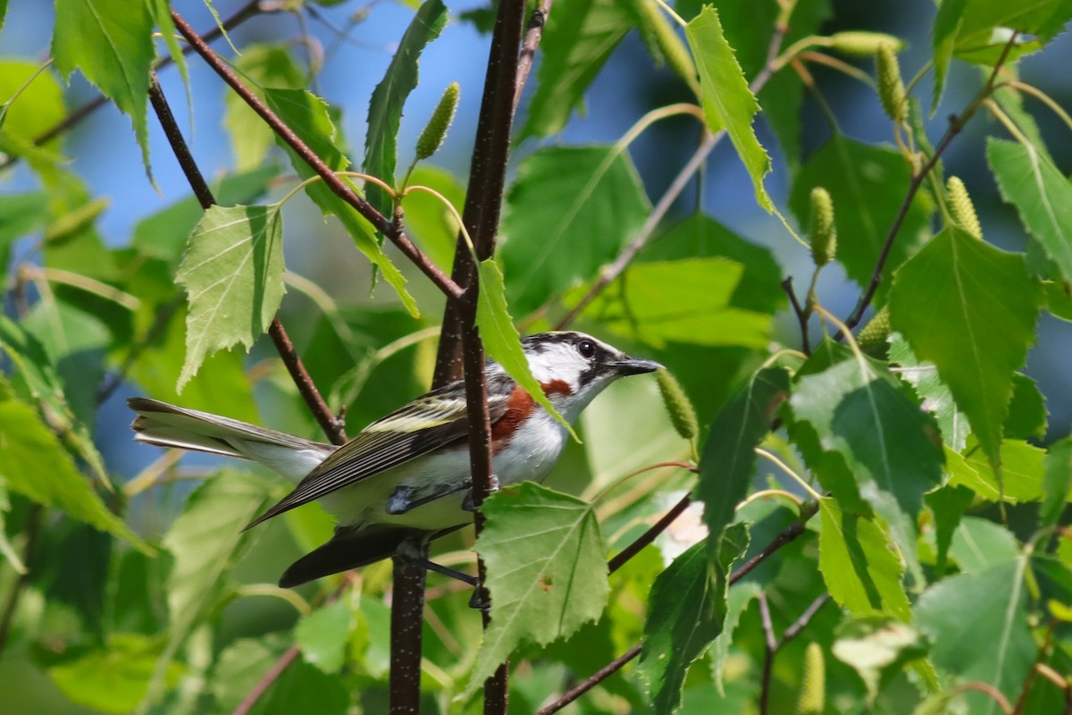 Chestnut-sided Warbler - ML620606336