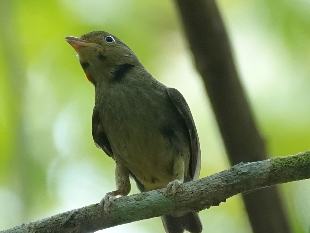 Red-capped Manakin - ML620606337