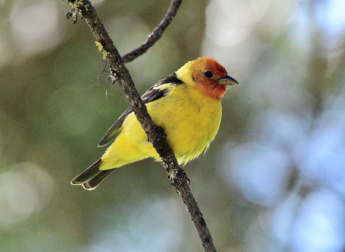 Western Tanager - ML620606339