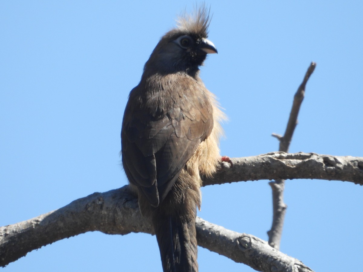 Pájaro Ratón Común - ML620606340