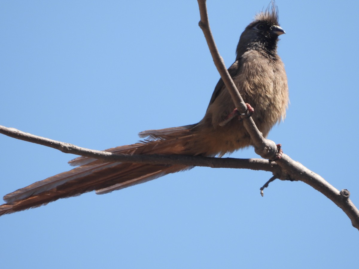 Speckled Mousebird - ML620606341