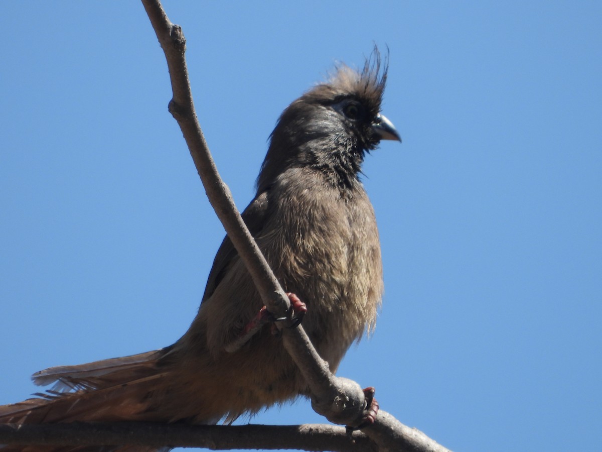 Speckled Mousebird - ML620606342