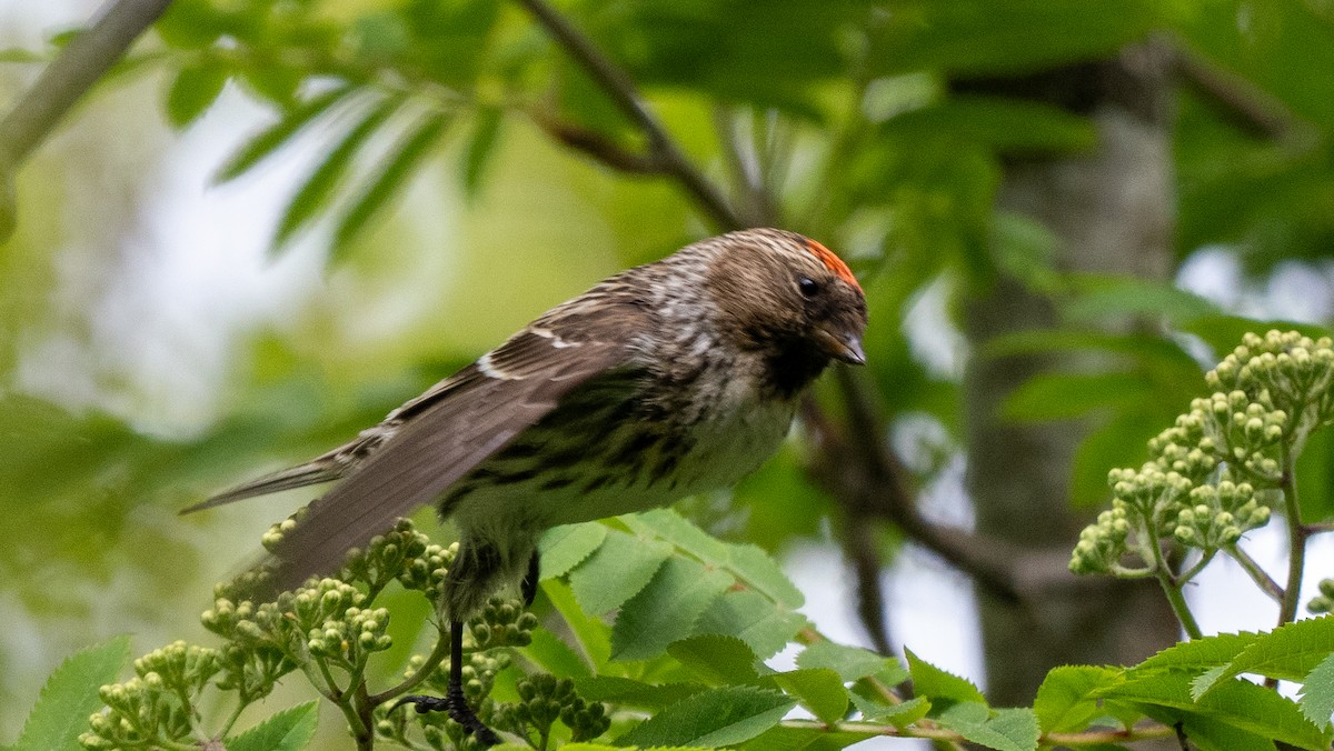 Common Redpoll - ML620606345