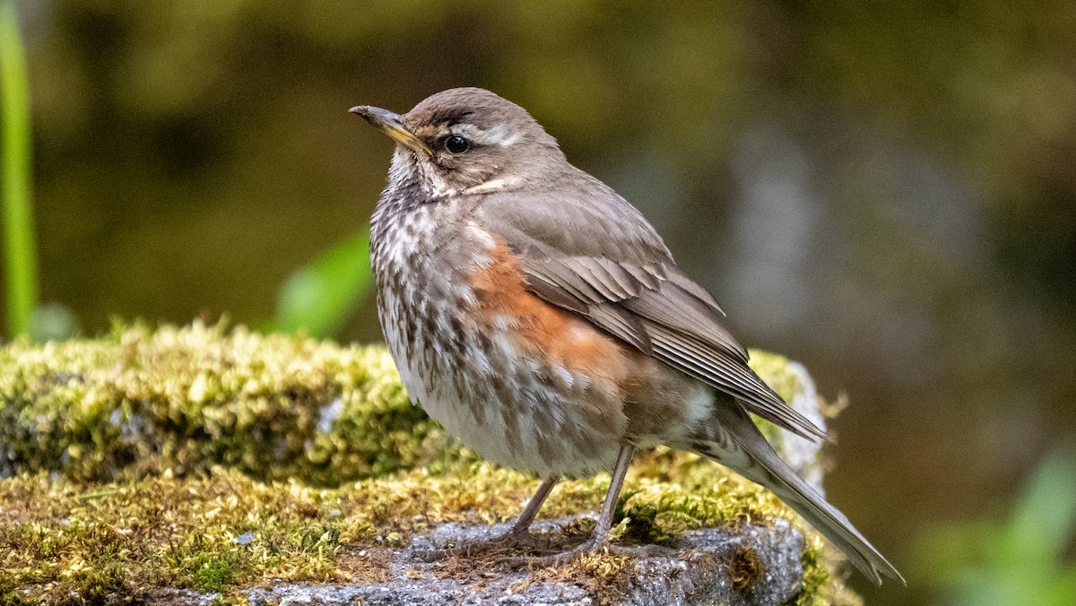 Redwing (Icelandic) - ML620606353