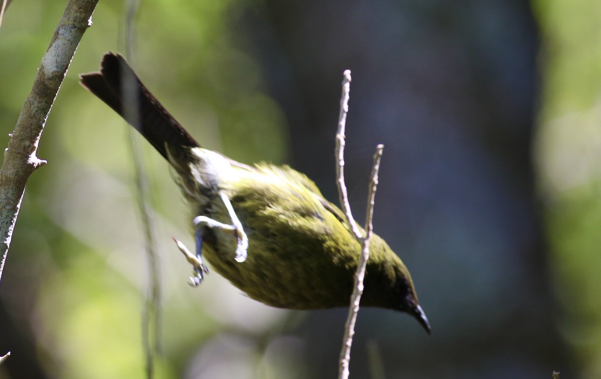 New Zealand Bellbird - ML620606363