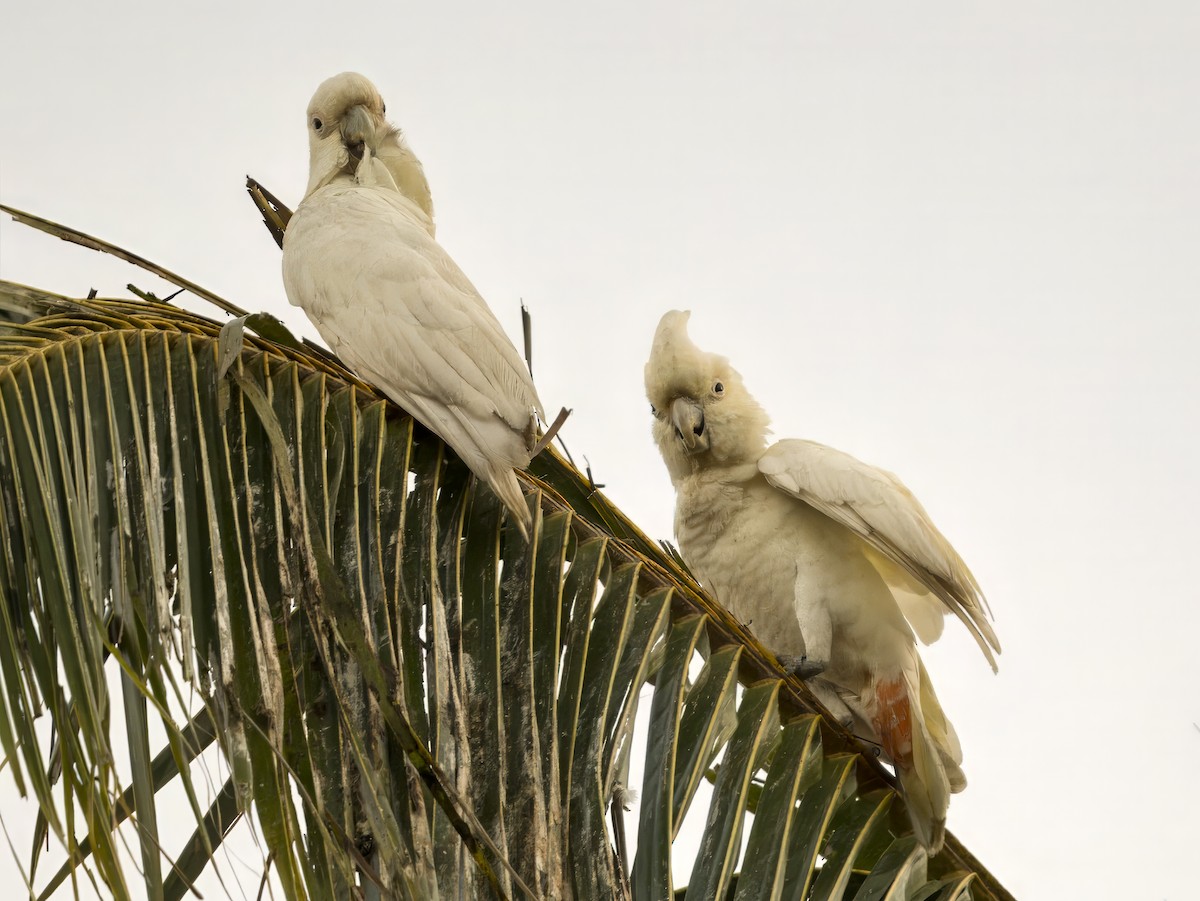 Philippine Cockatoo - ML620606365