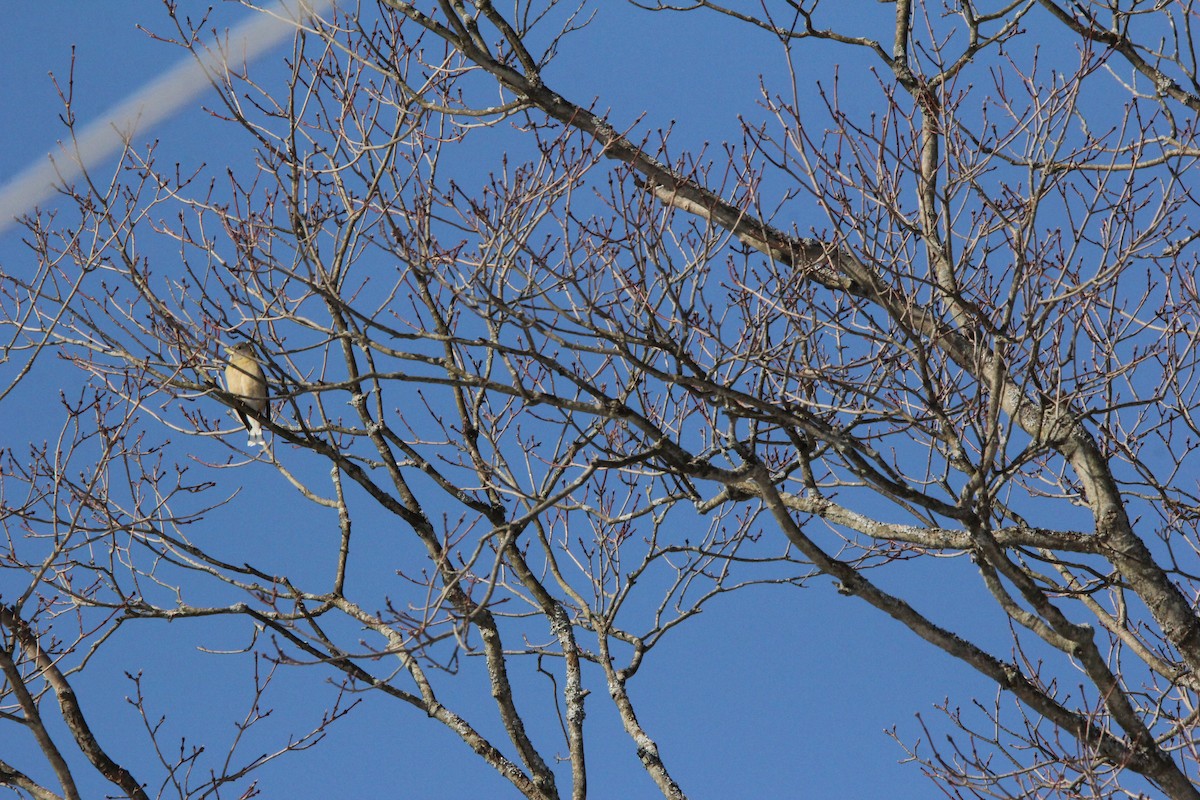 Evening Grosbeak - ML620606367