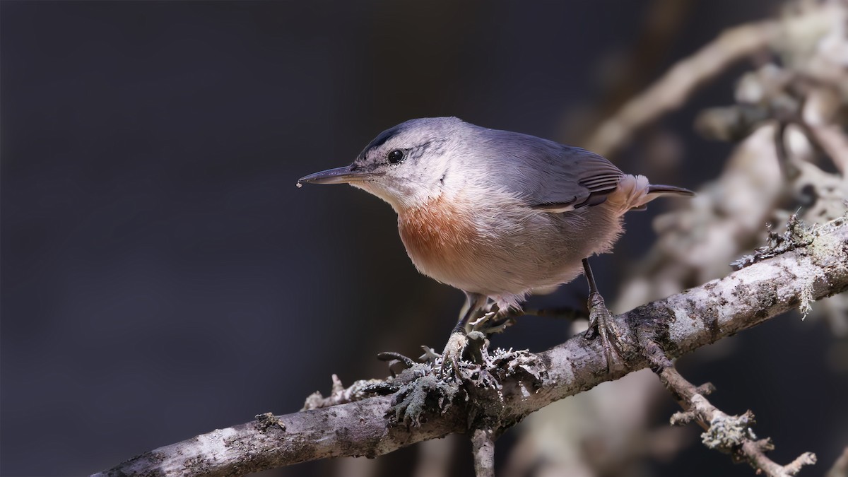 Krüper's Nuthatch - ML620606369