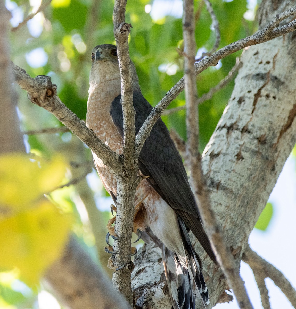 Cooper's Hawk - ML620606377