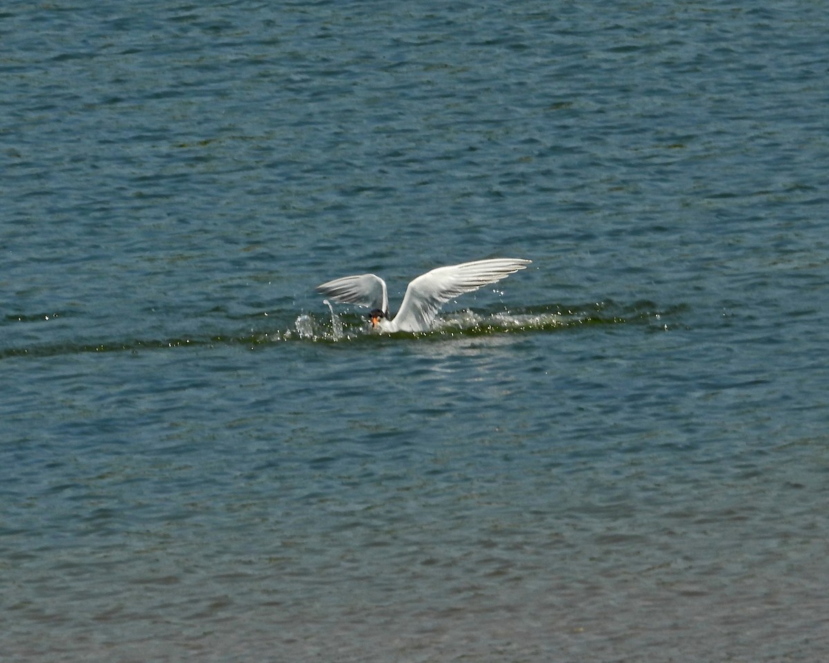 Forster's Tern - ML620606384