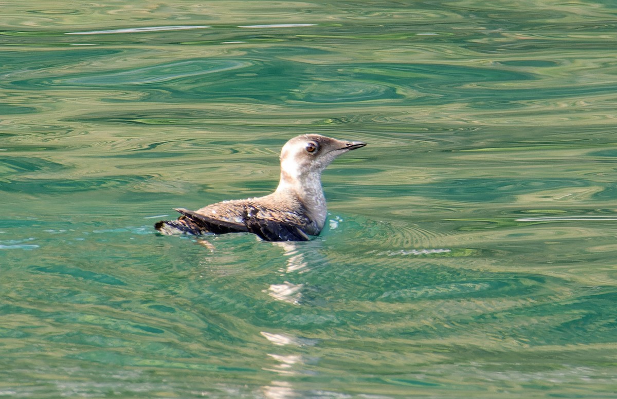 Marbled Murrelet - ML620606387