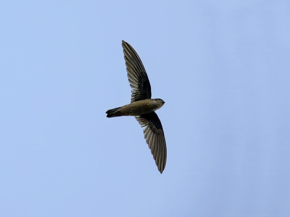 Gray-rumped Swiftlet - ML620606398