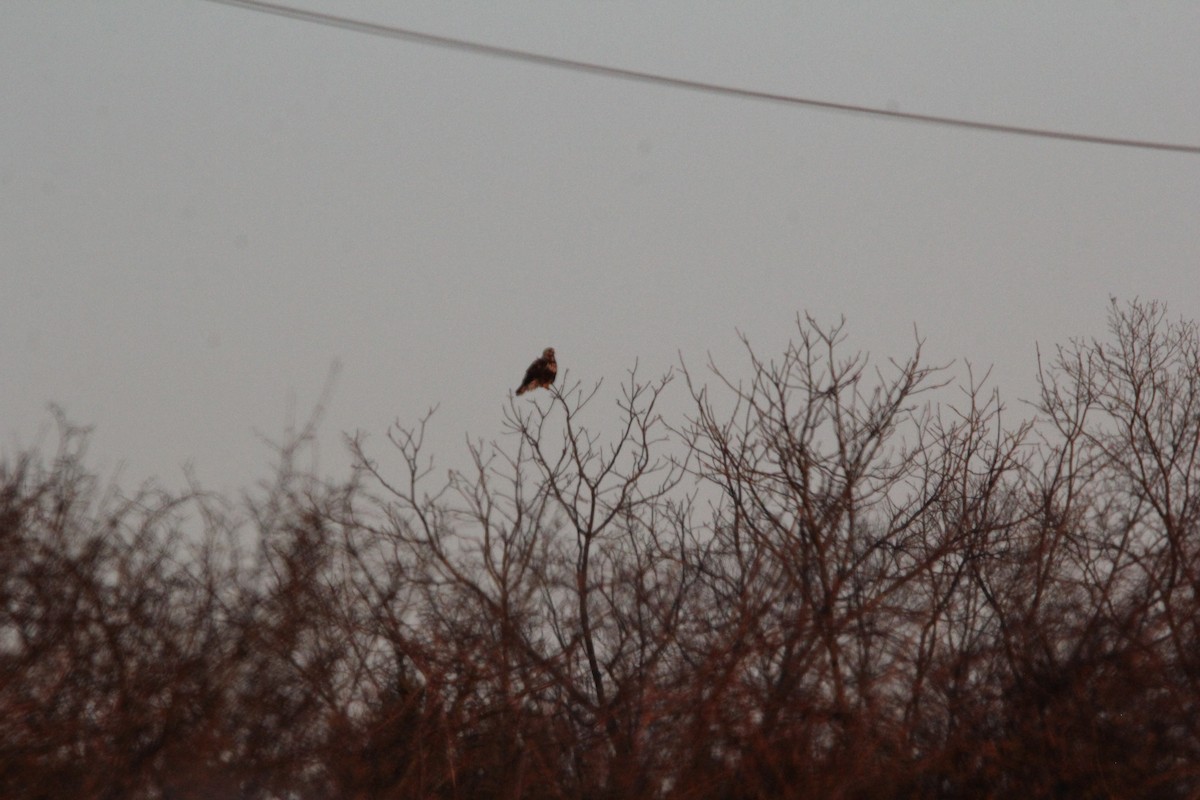 Rough-legged Hawk - ML620606409