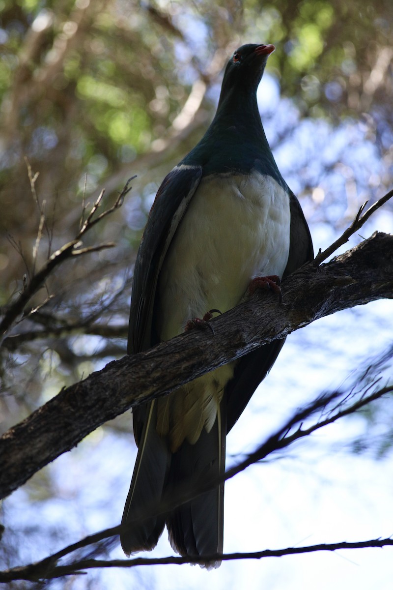 New Zealand Pigeon - ML620606413