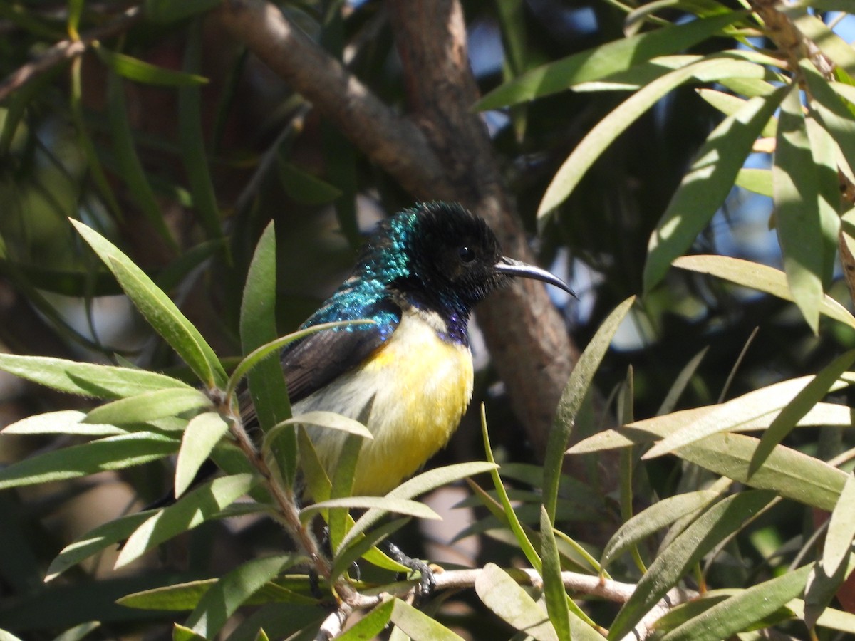 Variable Sunbird - Rodney Macready