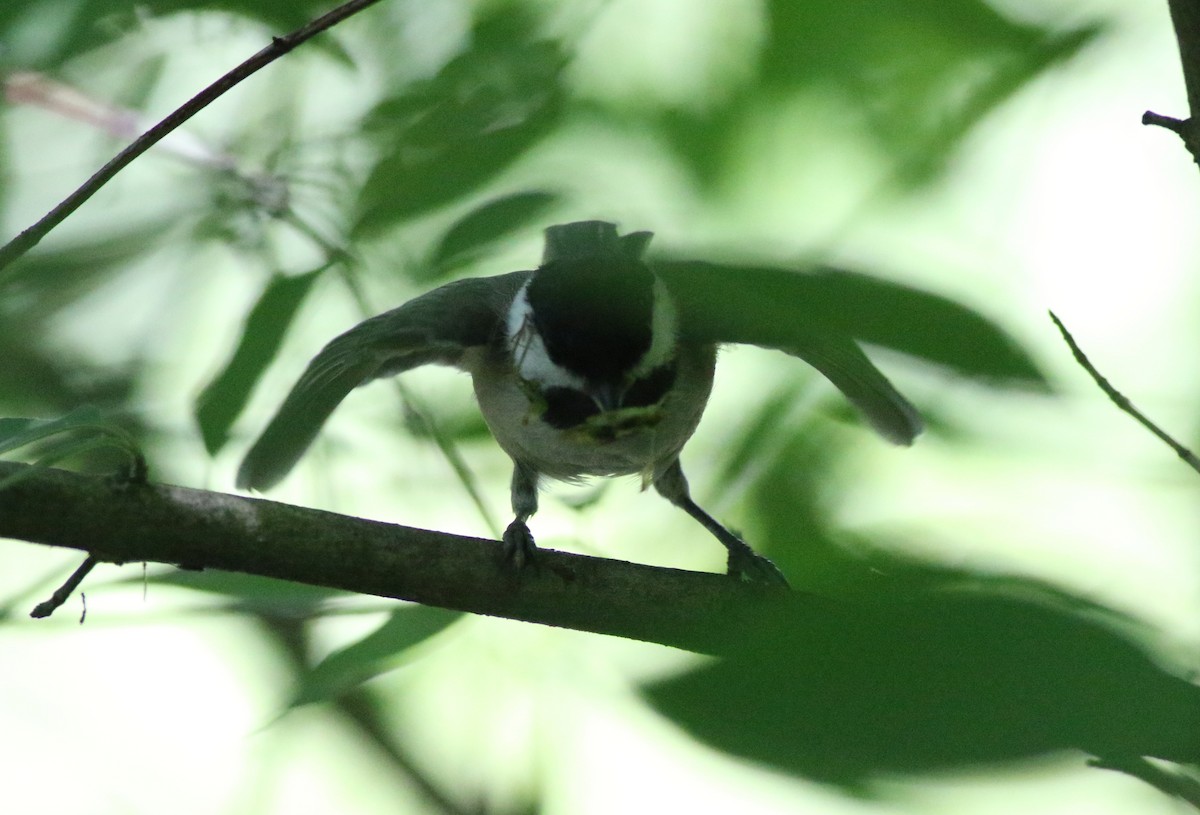 Black-capped Chickadee - ML620606419