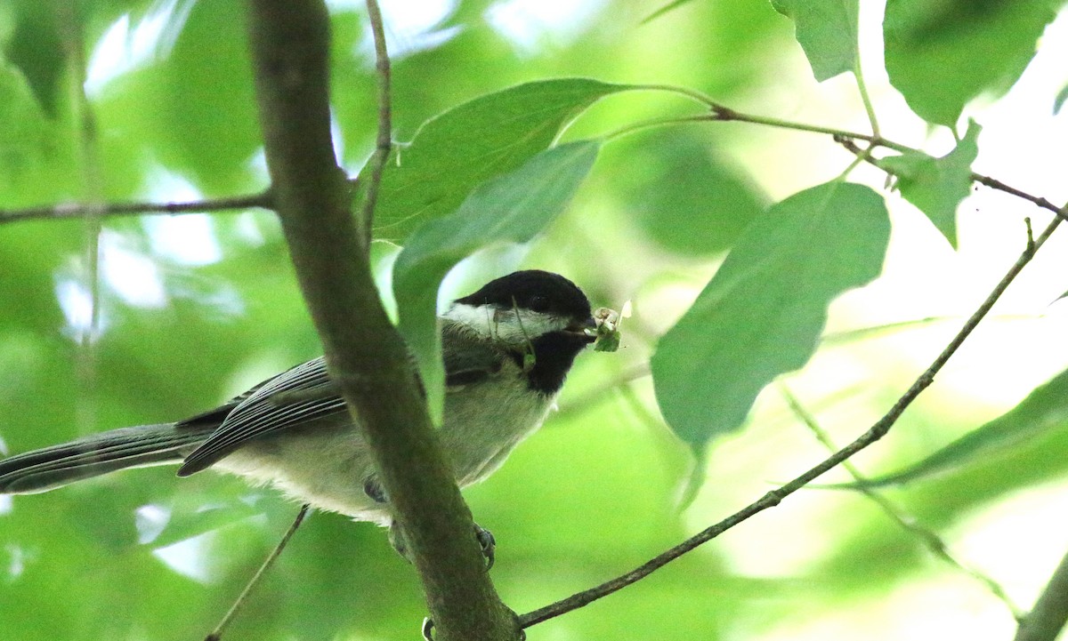 Black-capped Chickadee - ML620606420