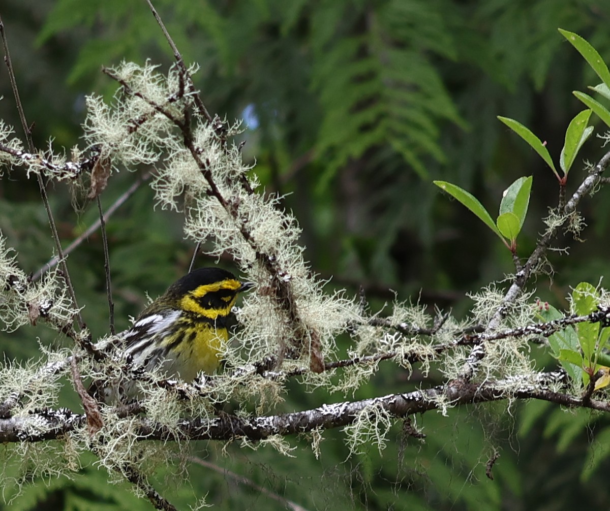 Townsend's Warbler - ML620606422