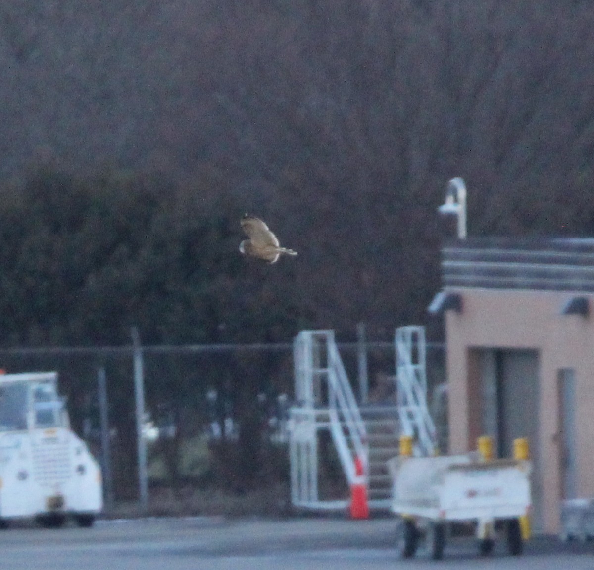 Short-eared Owl - ML620606427