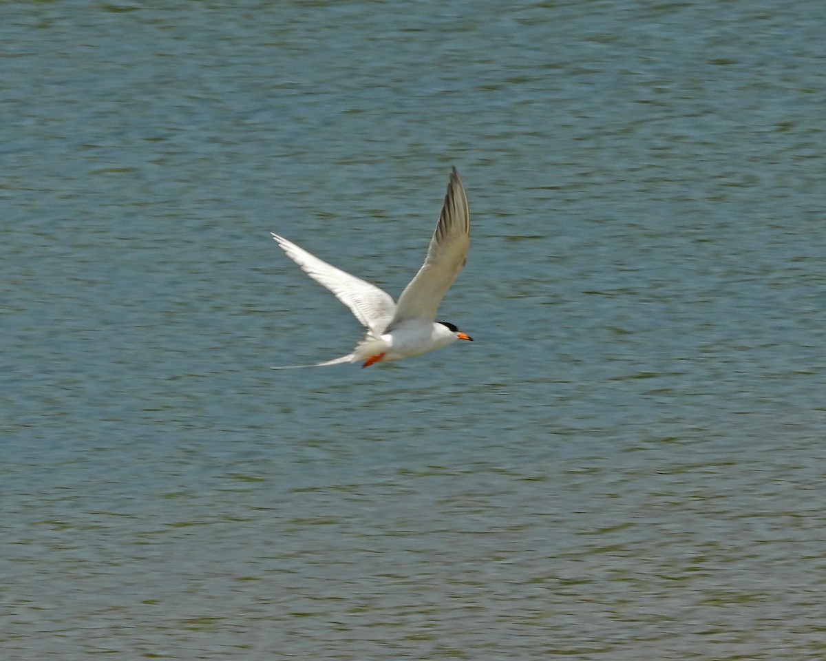 Forster's Tern - ML620606431