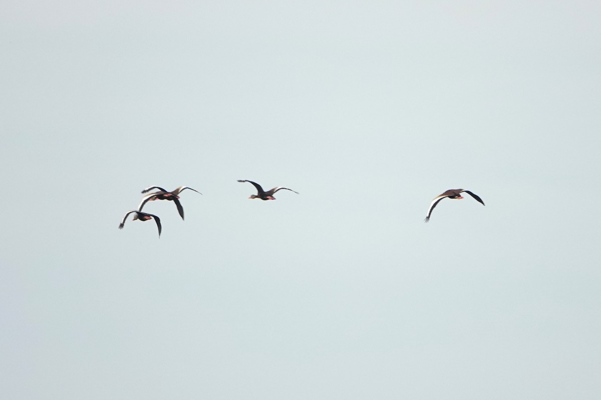 Black-bellied Whistling-Duck - ML620606433