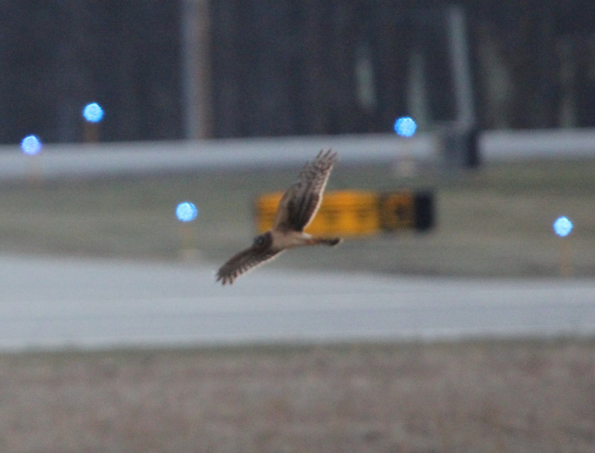 Northern Harrier - ML620606438