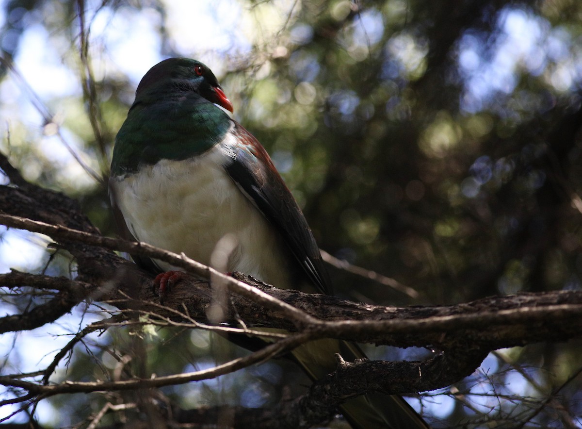 New Zealand Pigeon - ML620606440