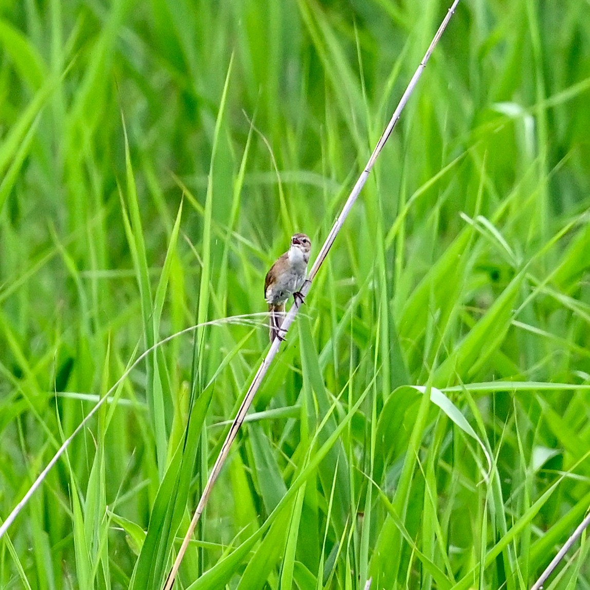 Marsh Grassbird - ML620606449