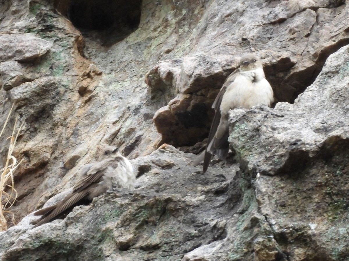 Eurasian Crag-Martin - ML620606450