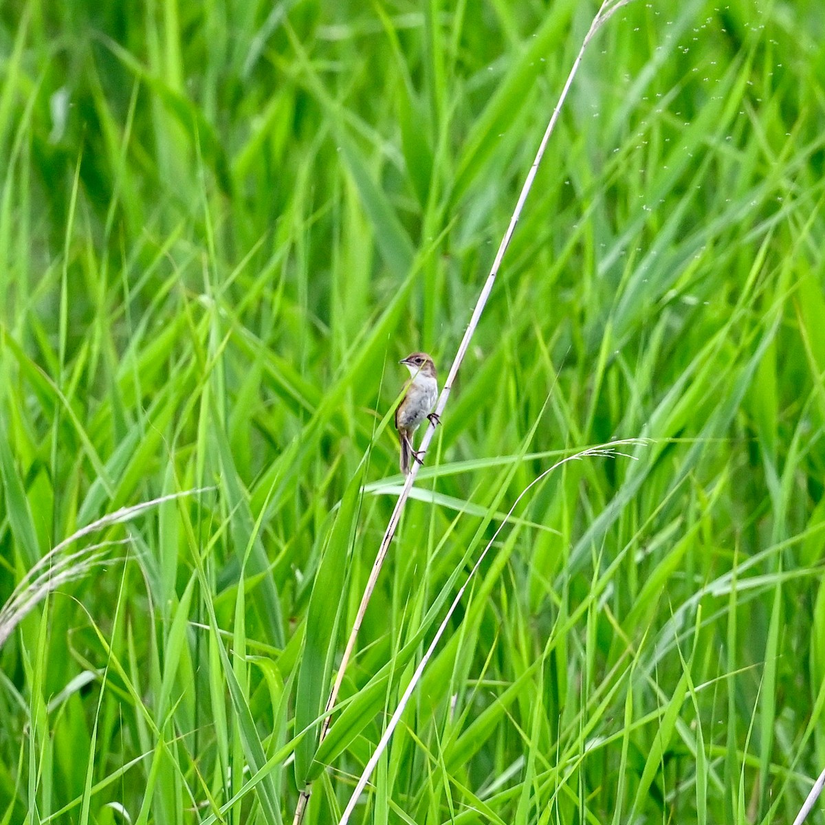 Marsh Grassbird - ML620606456