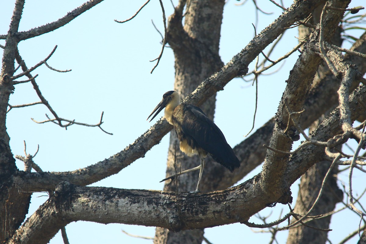 Asian Woolly-necked Stork - ML620606458