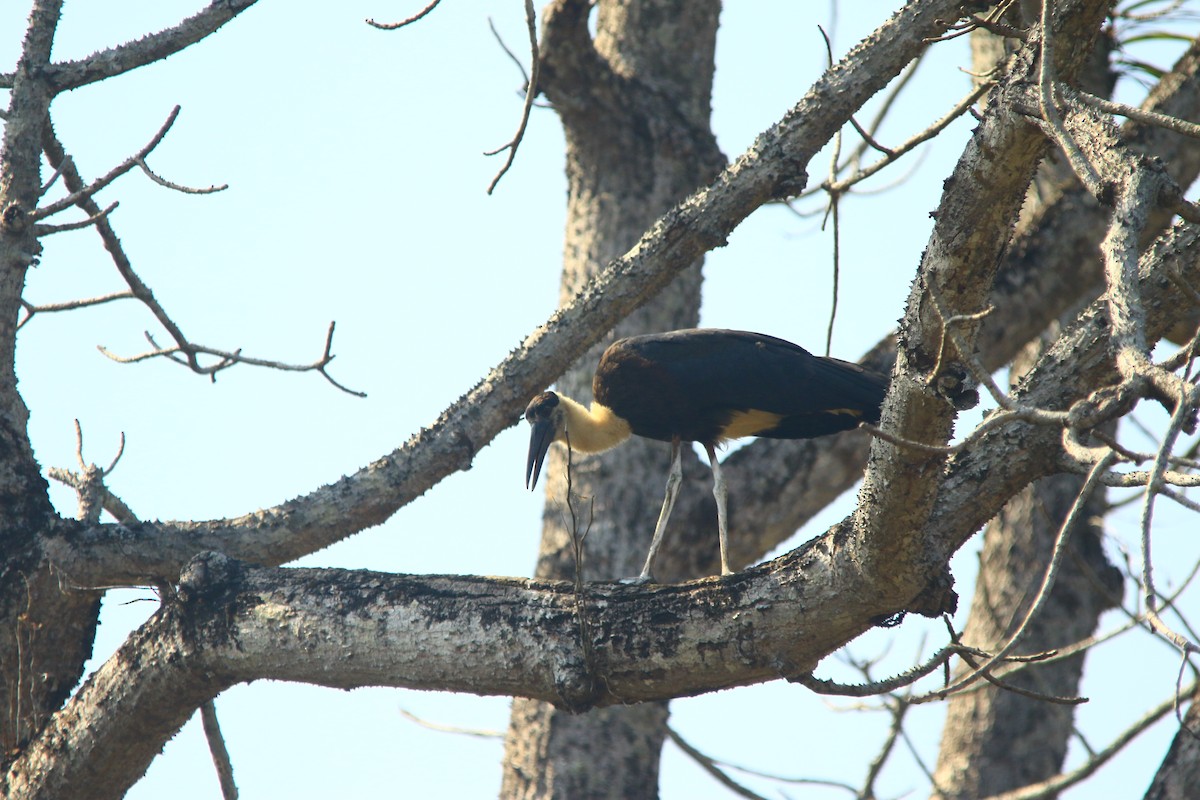 Asian Woolly-necked Stork - ML620606459