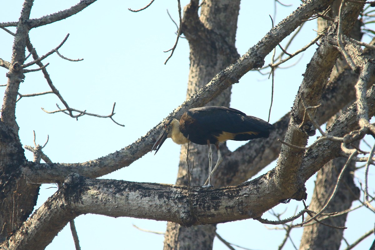 Asian Woolly-necked Stork - ML620606460