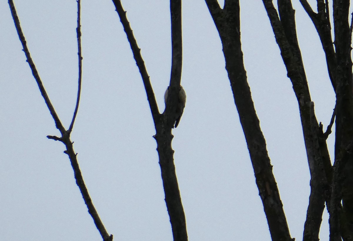 woodpecker sp. - ML620606465