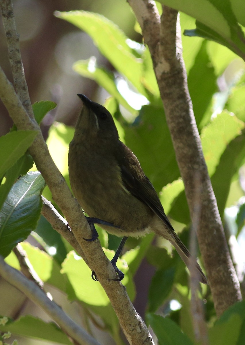 New Zealand Bellbird - ML620606474