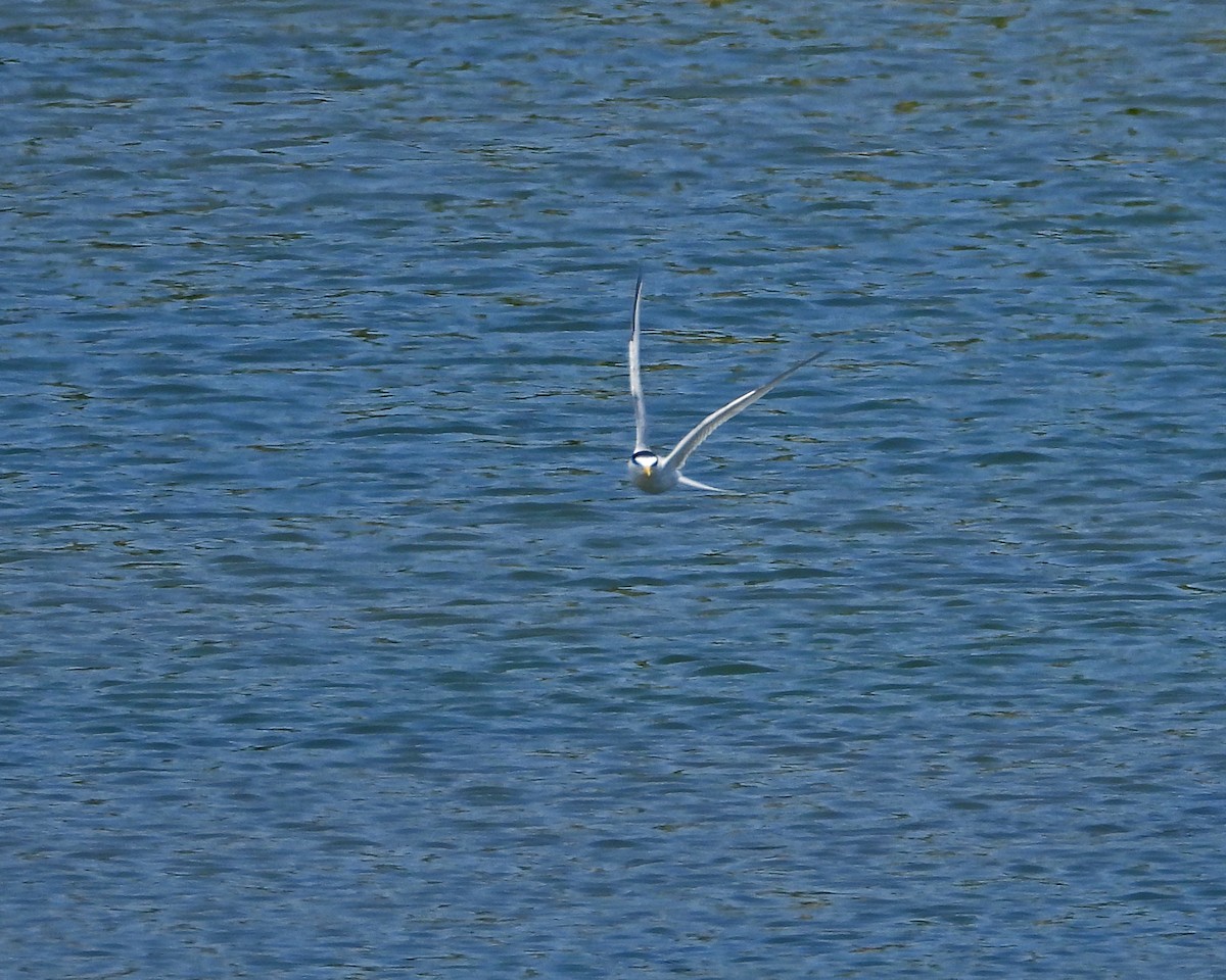 Least Tern - ML620606475