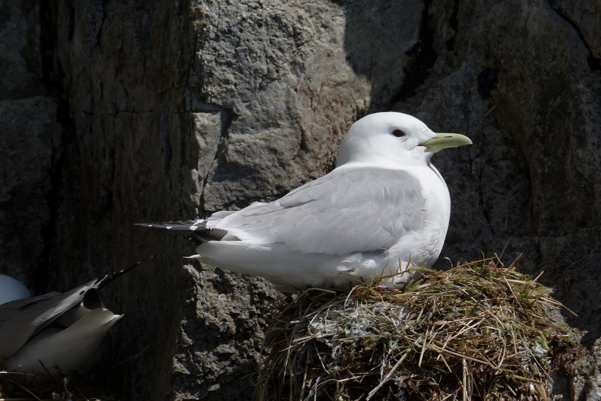 Black-legged Kittiwake - ML620606476