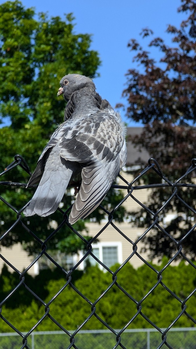 Rock Pigeon (Feral Pigeon) - ML620606479
