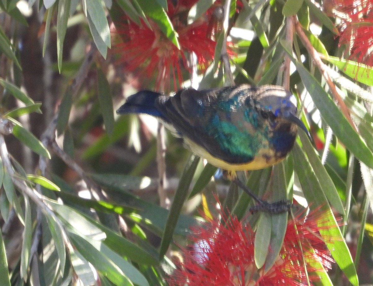 Variable Sunbird - ML620606485