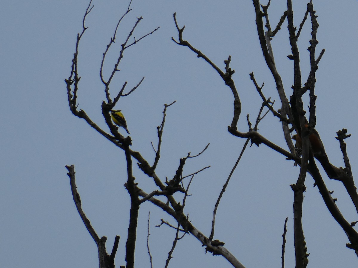 American Goldfinch - ML620606488