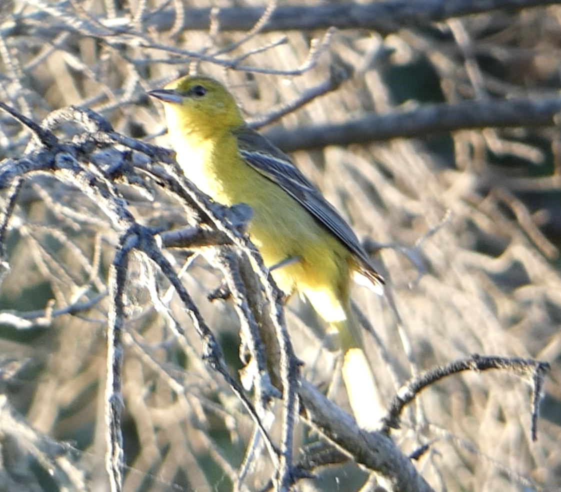 new world oriole sp. - ML620606489