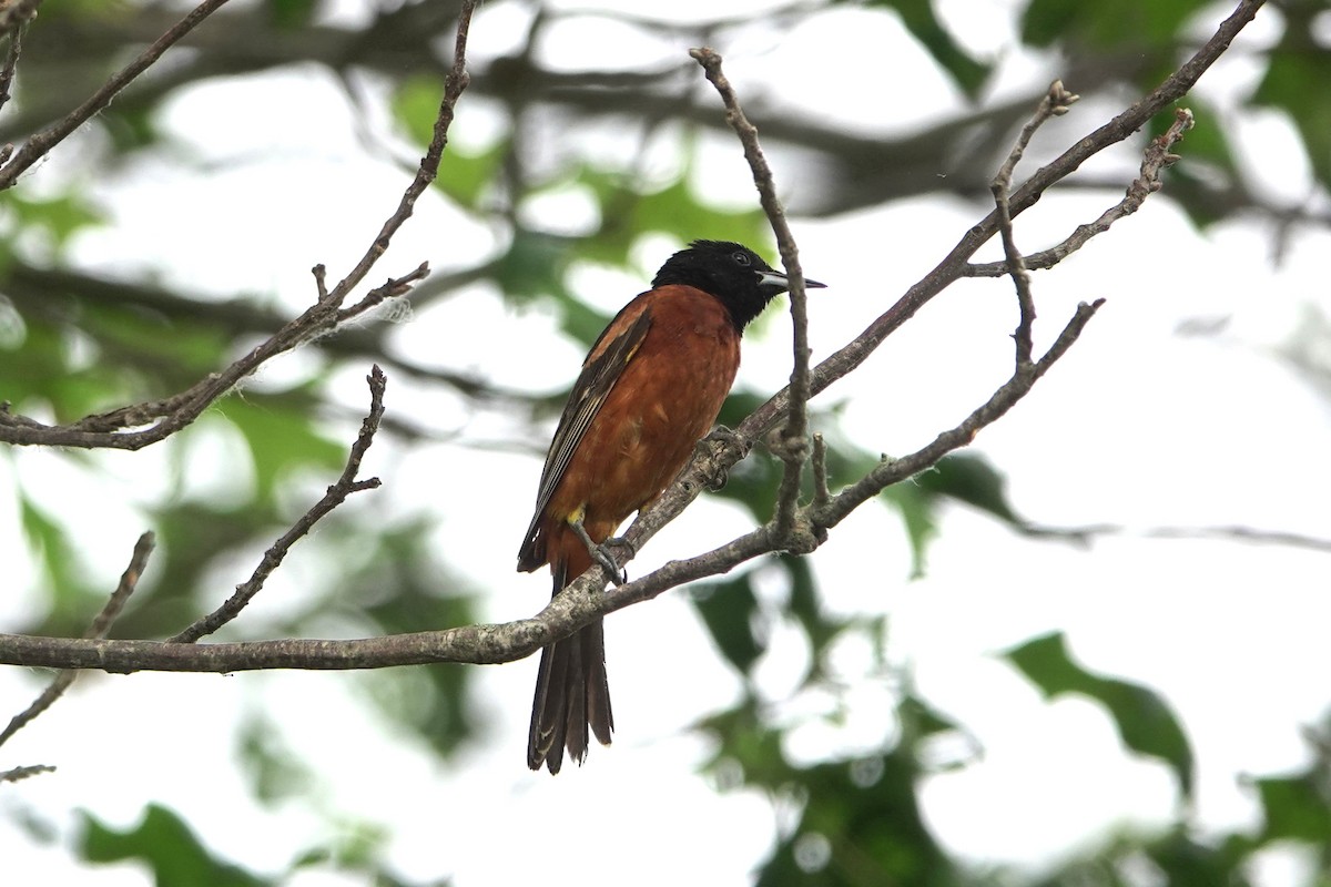 Orchard Oriole - ML620606491