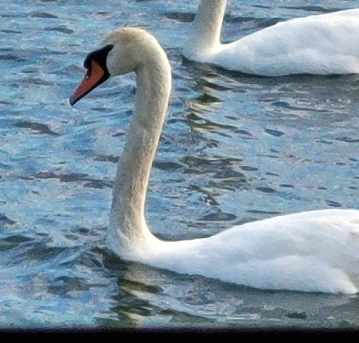 Mute Swan - ML620606493