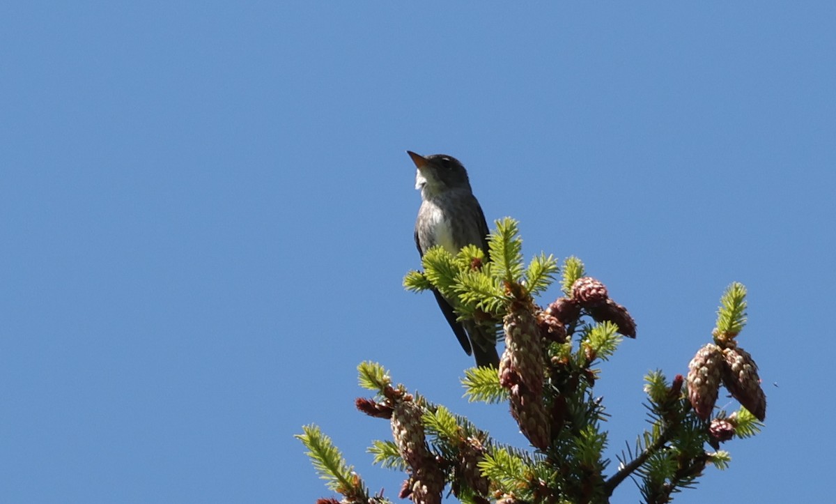 Olive-sided Flycatcher - ML620606510