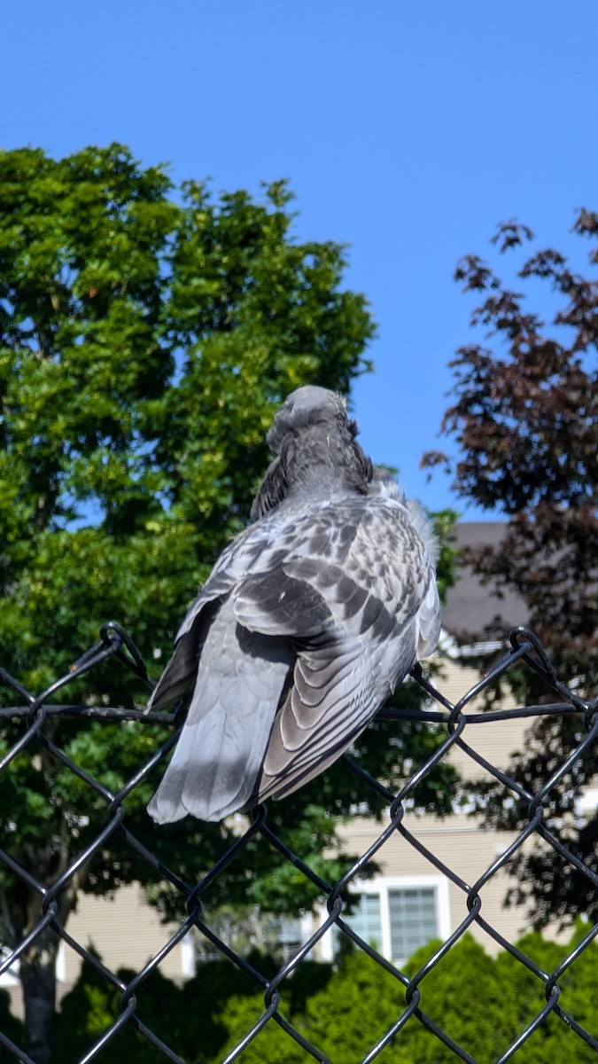 Pigeon biset (forme domestique) - ML620606511