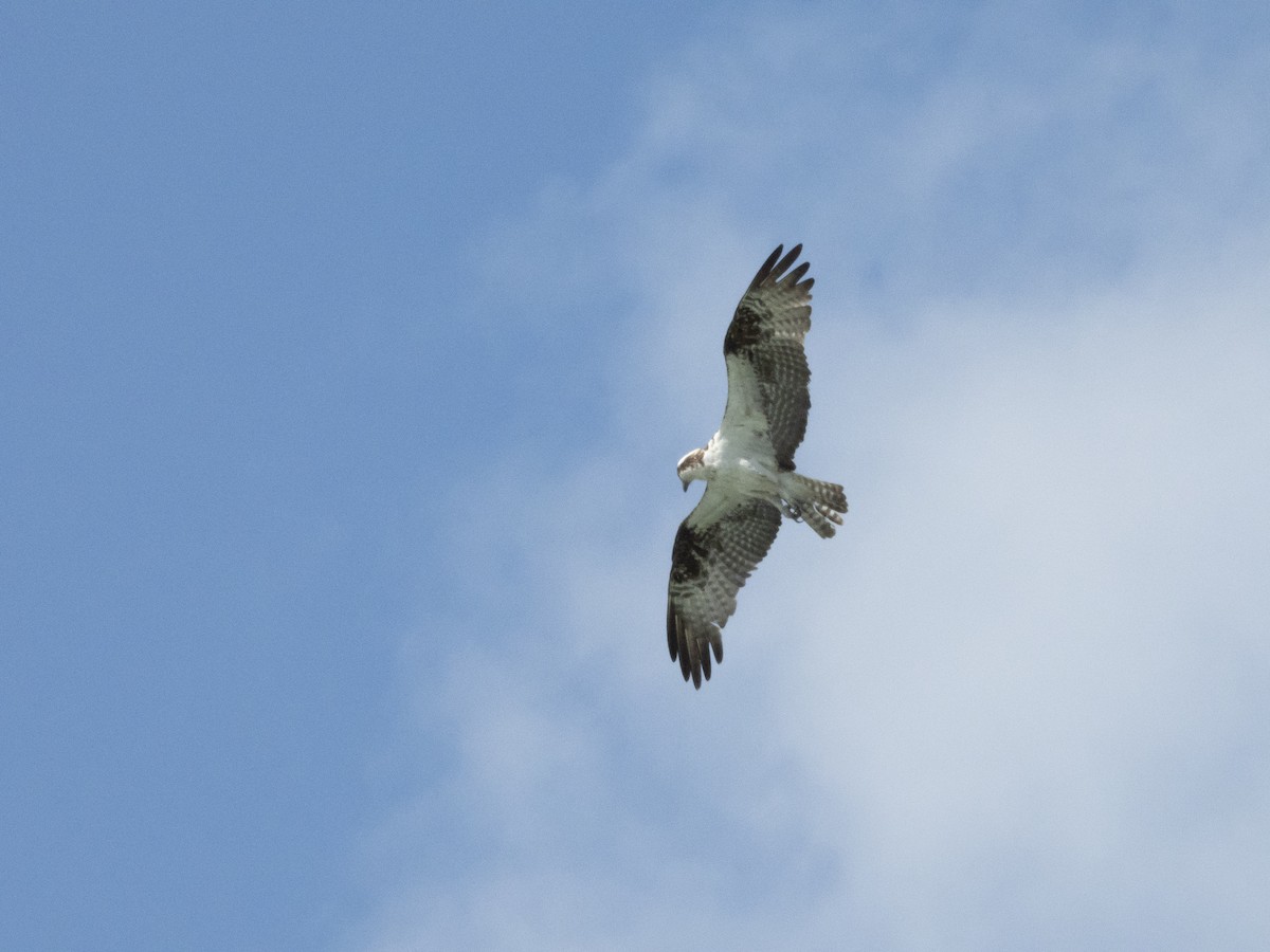 Balbuzard pêcheur - ML620606515