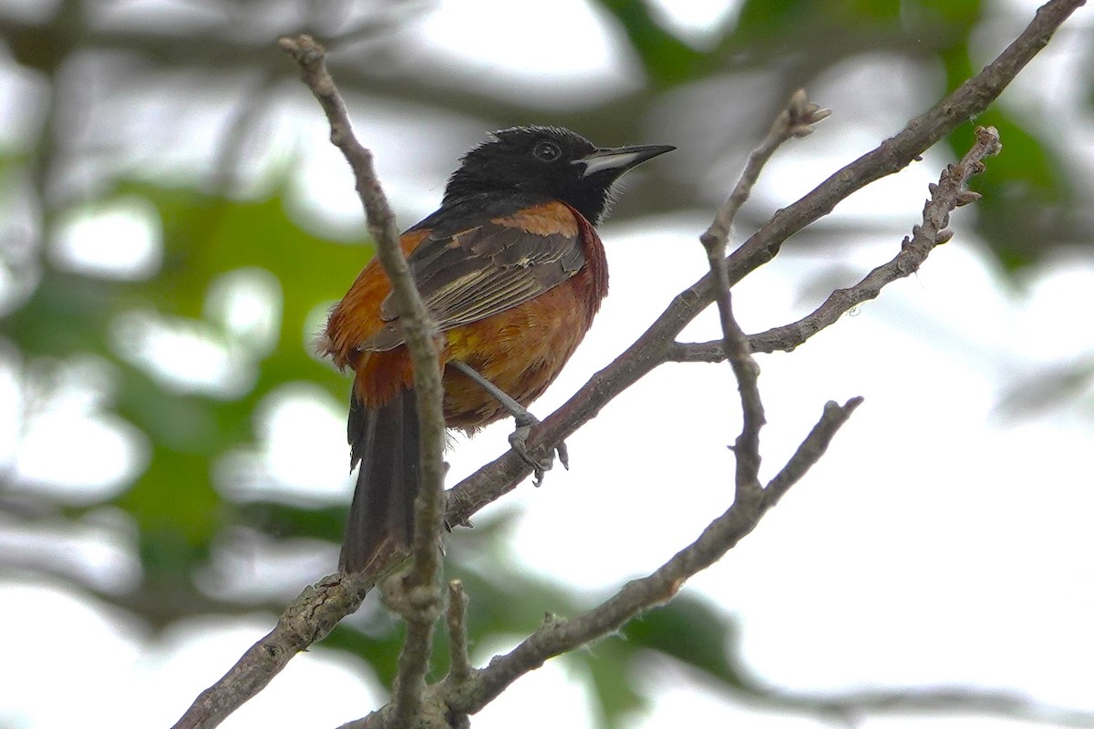 Orchard Oriole - ML620606516