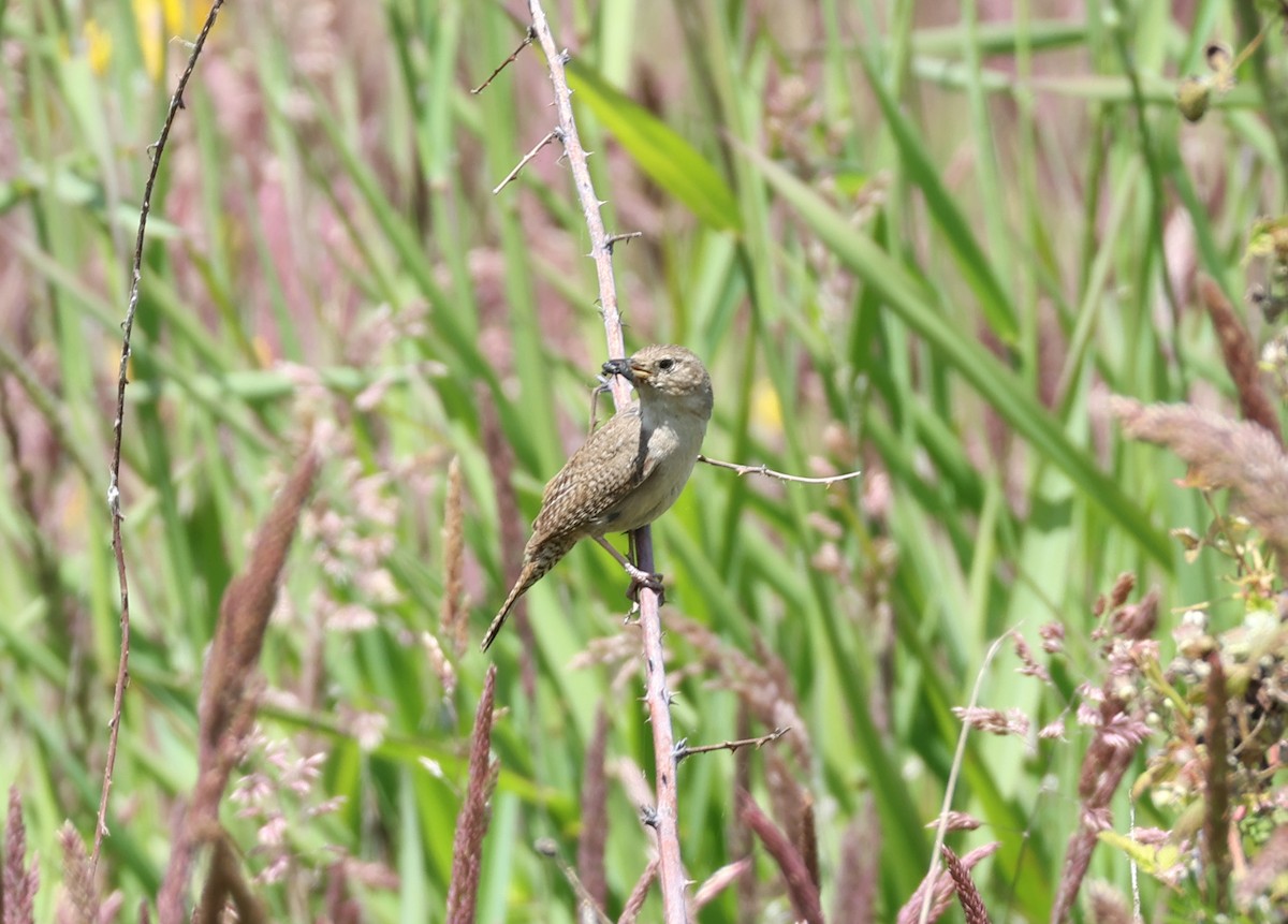 House Wren - ML620606527