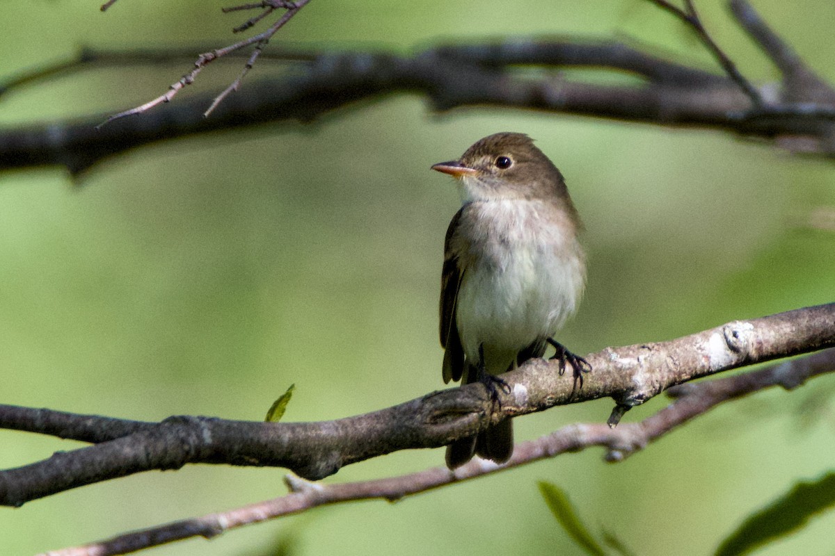 Willow Flycatcher - ML620606532